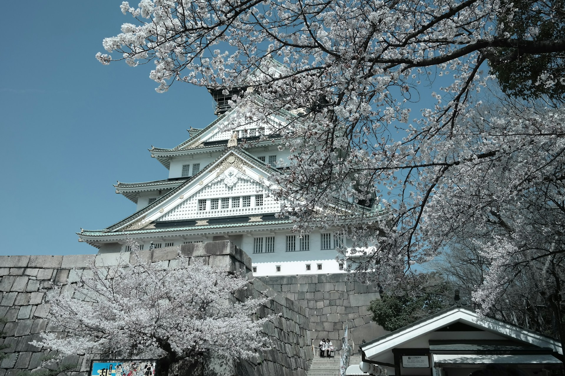 Osaka Castle surrounded by blooming cherry blossom trees in spring, showcasing vibrant pink flowers against the historic structure.